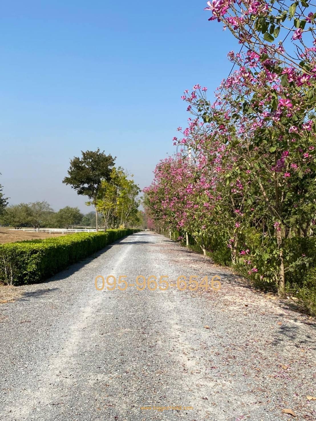 ขายที่ดินปากช่อง เขาใหญ่ 1ไร่ ใกล้สนามกลอฟแรนโชว์ชาญวีย์ ถนน 2235  ขายที่ดินปากช่อง เขาใหญ่ 1ไร่ ใกล้สนามกลอฟแรนโชว์ชาญวีย์ ถนน 2235